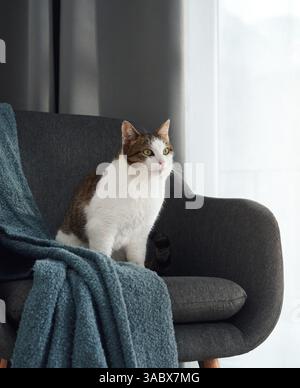 Eine dreifarbige Katze sitzt ruhig auf einem dunklen Stuhl in der Nähe weicher Vorhänge. Daneben ist eine blaue Decke drapiert. Stockfoto
