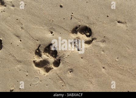 Hundepfoten-Abdrücke im Sand am Strand Stockfoto