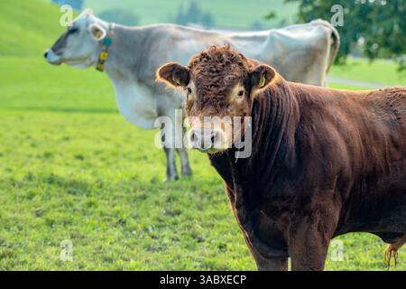 Stier weidet auf einer grünen Weide. Rinder auf dem Land. Rinder auf dem Feld. Kalb auf Gras. Stier in der ländlichen Landschaft. Viehzucht. Viehbulle Stockfoto