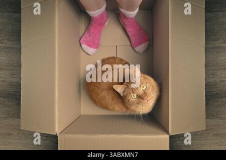 Die lustige Katze ist mit ihrem Besitzer in einem Karton und schaut zur Kamera. Hochwinkelansicht. Stockfoto