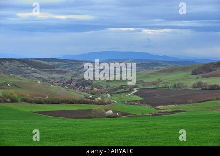 Bewölkter und grauer Frühlingstag mit blühenden Sträuchern in den Karpaten Stockfoto