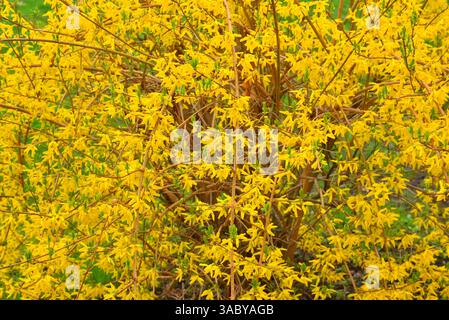 Vollrahmen von Forsythia viridissima in der Frühfrühlingsblüte Stockfoto