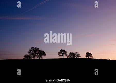 Eichenbäume, die an einem frischen Morgen im März am Himmel Silhouetten Stockfoto