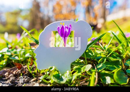 Nahaufnahme einer lebendigen Krokusblüte in einem weiblichen Kopf-förmigen Papierausschnitt vor einem natürlichen grünen Hintergrund mit klarem blauem Himmel. Stockfoto