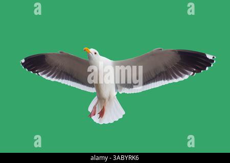 Möwen fliegen anmutig mit ausgestreckten Flügeln, die vor einem leuchtend grünen Hintergrund im Detail festgehalten werden. Stockfoto