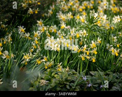 Narzissus „Winterwalzer“ mit zurückgeschobenen weißen Blüten und einer langen gelben Trompete, die an einem sonnigen Frühlingstag in einem Waldgarten blüht. Stockfoto