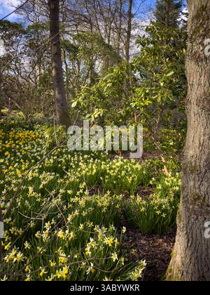Narzissus „Winterwalzer“ mit zurückgeschwungenen weißen Blüten und einer langen gelben Trompete, die an einem sonnigen Frühlingstag in einem waldähnlichen Garten blüht. Stockfoto