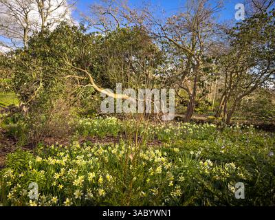 Narzissus „Winterwalzer“ blüht an einem sonnigen Frühlingstag in einem waldähnlichen Garten. Stockfoto