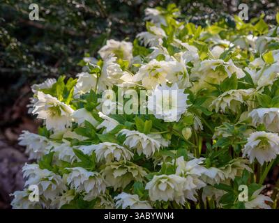 Helleborus x hybridus Double Ellen White, auch Fastenrose genannt, wächst an einem sonnigen Frühlingstag in einem britischen Garten. Stockfoto
