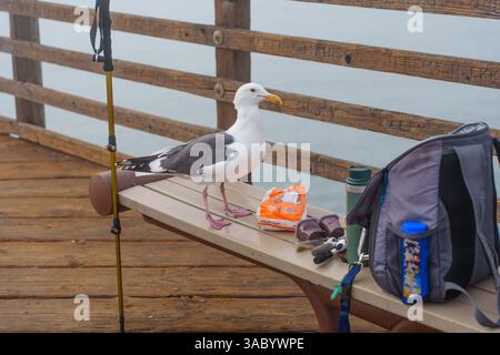 Oceanside, Kalifornien - 3. Januar 2025: Möwe steht auf einer Bank in der Nähe von Angelausrüstung am Oceanside Municipal Pier in Kalifornien und fängt ein Stockfoto