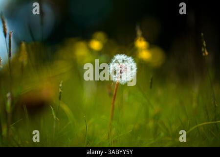 Wishful Löwenzahn mit verschwommenen gelben Wildblumen Stockfoto