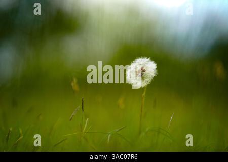 Einsamer Löwenzahn im Fokus auf lebendigem Rasen Stockfoto