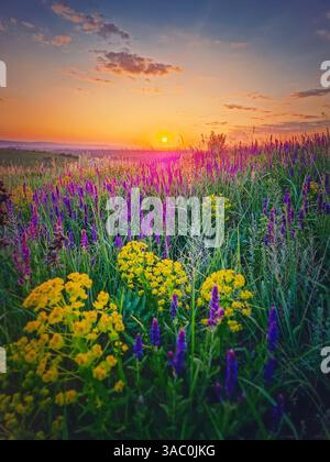 Sommersonnenuntergang über der bunten blühenden Wiese mit violetten Wildsalbeiblumen und gelben Zypressenblüten Stockfoto