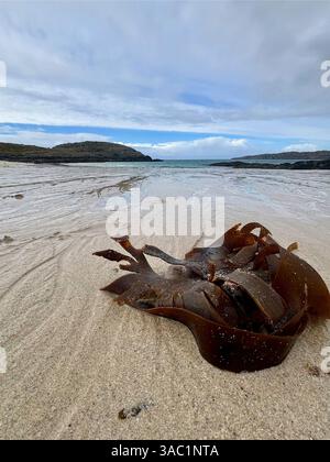 Seetang wurde am Strand Achmelvich an der Westküste Schottlands an Land gespült Stockfoto