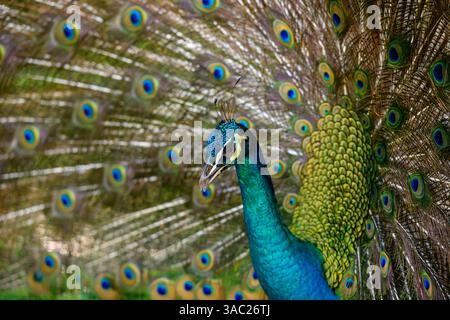 Eine Nahaufnahme eines darstellenden indischen Pfau (indischer Pfau) Stockfoto
