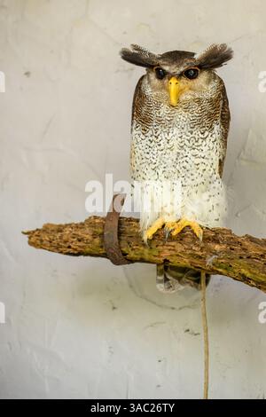Eine ruhende, stationäre Barred Eagle Ewl (Malay Eagle Ewl) Stockfoto