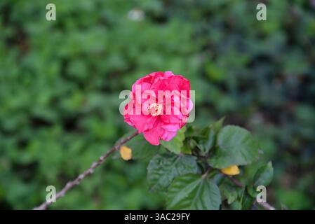 Nahaufnahme einer leuchtend roten, doppelten Hibiskusblüte in Blüte mit markanten gelben Staubblättern und grünem Laub im Hintergrund, im Freien in natürlicher Natur aufgenommen Stockfoto