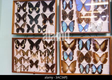Eine Ausstellung von Schmetterlingen in einem Holzkoffer. Die Schmetterlinge haben verschiedene Farben und Größen. Die Anzeige ist in Zeilen organisiert, wobei jede Zeile enthält Stockfoto