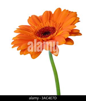 Lebendige orange Gerbera Blume in der Blüte isoliert auf weißem Hintergrund. Stockfoto