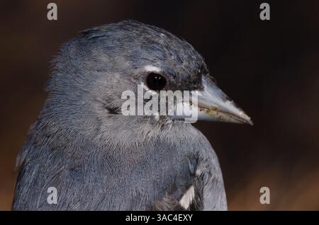 Männlicher Gran Canaria Blue affinch Fringilla polatzeki. Integrales Naturschutzgebiet von Inagua. Gran Canaria. Kanarische Inseln. Spanien. Stockfoto