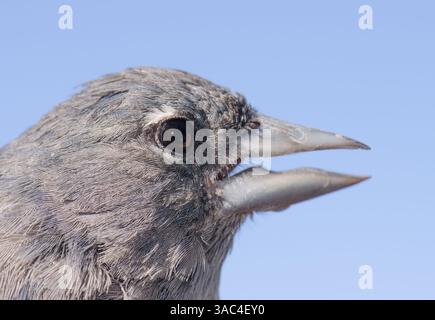 Männlicher Gran Canaria Blue affinch Fringilla polatzeki. Integrales Naturschutzgebiet von Inagua. Gran Canaria. Kanarische Inseln. Spanien. Stockfoto