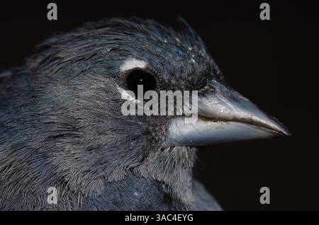 Männlicher Gran Canaria Blue affinch Fringilla polatzeki. Integrales Naturschutzgebiet von Inagua. Gran Canaria. Kanarische Inseln. Spanien. Stockfoto