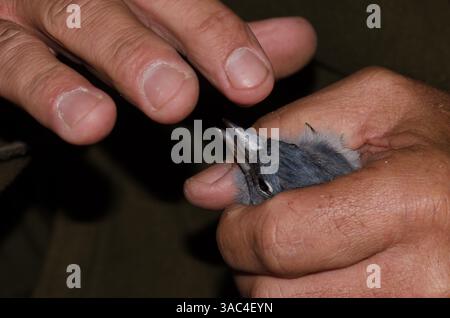 Männlicher Gran Canaria Blue affinch Fringilla polatzeki, gefangen für Vogelbändern. Nublo Rural Park. Tejeda. Gran Canaria. Kanarische Inseln. Spanien. Stockfoto