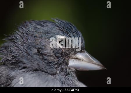 Männlicher blauer Buchfink von Gran Canaria Fringilla polatzeki. Der Nublo Rural Park. Tejeda. Gran Canaria. Kanarische Inseln. Spanien. Stockfoto