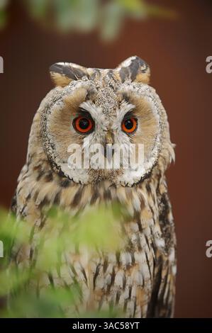 Langohrige (Asio otus), Nordrhein-Westfalen, Deutschland | Waldohreule (Asio otus), Nordrhein-Westfalen, Deutschland Stockfoto