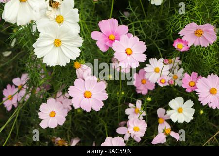 Blühende Kosmosblume im Garten Stockfoto