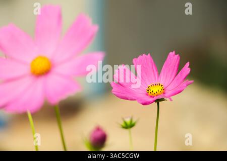 COSMOS Blume Nahaufnahme Hintergrund Stockfoto