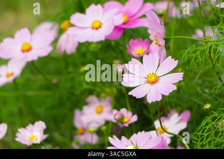 Cosmos-Blüten blühen im Garten Stockfoto