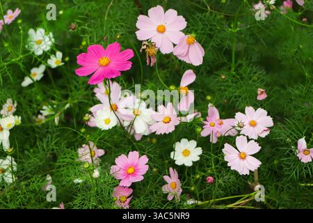 Cosmos-Blüten blühen im Garten Stockfoto