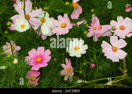 COSMOS-Blüte im Garten Stockfoto