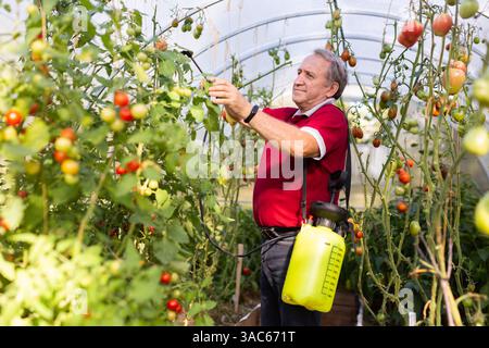 Reifer Mann mit Insektizid auf Gemüse im Hinterhof-Gewächshaus Stockfoto