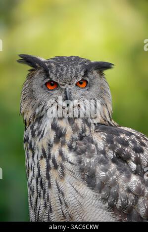 Uhu (Bubo bubo), Deutschland | Europäischer Uhu (Bubo bubo), Deutschland Stockfoto
