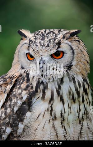 Steinadler oder Indische Uhu (Bubo bengalensis) | Bengalenuhu oder Indischer Uhu (Bubo bengalensis) Stockfoto