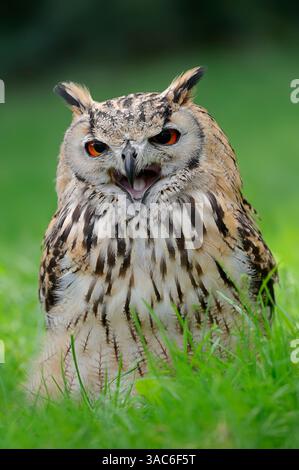 Steinadler oder Indische Uhu (Bubo bengalensis) | Bengalenuhu oder Indischer Uhu (Bubo bengalensis) Stockfoto