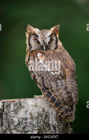 Tropische Kreischeule (Megascops choliba, Otus choliba) | Choliba-Kreischeule oder Tropenkreischeule (Megascops choliba, Otus choliba) Stockfoto
