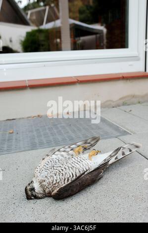 Eurasischer Sparer (Accipiter nisus) totes Männchen liegt vor einem Fenster, Deutschland | Sperber (Accipiter nisus), totes Männchen Stockfoto