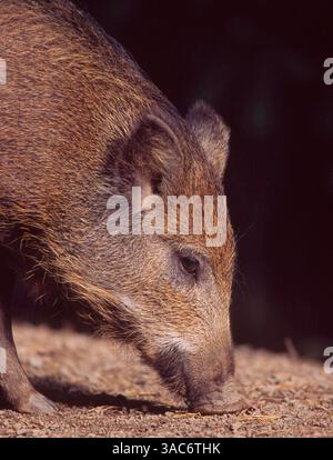 August 2003; Daun, Rheinland-Pfalz, DEUTSCHLAND; das WILDSCHWEIN (Sus scrofa) ist der wilde Vorfahre des Hausschweins. Sie ist in Wäldern in Mitteleuropa, im Mittelmeerraum (einschließlich des Atlasgebirges Nordafrikas) und in weiten Teilen Asiens bis nach Indonesien beheimatet und wurde auch anderswo weit verbreitet. Wenn sie überrascht oder in die Ecke getrieben werden, können sie aggressiv werden - besonders eine Sau mit ihren Ferkeln - und wenn sie angegriffen wird, verteidigen sie sich mit ihren Stoßzähnen energisch. Stockfoto