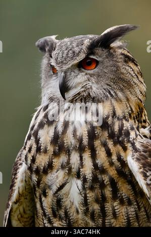 Uhu (Bubo bubo), Deutschland | Europäischer Uhu (Bubo bubo), Deutschland Stockfoto