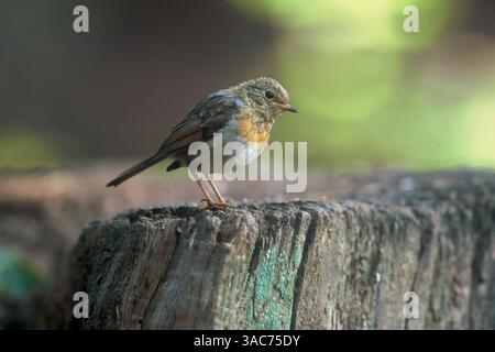 August 2001; Moritzburg, Sachsen, DEUTSCHLAND; der EUROPÄISCHE ROTKEHLCHEN (Erithacus rubecula), ein gewöhnlicher europäischer singvogel, ist bekannt für sein streitbares Verhalten trotz seiner geringen Größe. Das auffällige rote Fleck auf der Brust beider Geschlechter führte zu seinem ursprünglichen Namen Rotbrust. Im 15. Jahrhundert, als es populär wurde, bekannten Arten menschliche Namen zu geben, wurde der Vogel als Robin Rotbrust bekannt, was schließlich zu robin verkürzt wurde. Stockfoto