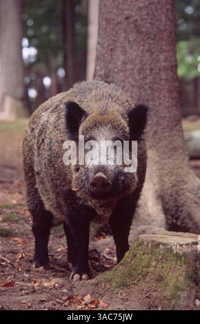 August 2003; Daun, Rheinland-Pfalz, DEUTSCHLAND; das WILDSCHWEIN (Sus scrofa) ist der wilde Vorfahre des Hausschweins. Sie ist in Wäldern in Mitteleuropa, im Mittelmeerraum (einschließlich des Atlasgebirges Nordafrikas) und in weiten Teilen Asiens bis nach Indonesien beheimatet und wurde auch anderswo weit verbreitet. Wenn sie überrascht oder in die Ecke getrieben werden, können sie aggressiv werden - besonders eine Sau mit ihren Ferkeln - und wenn sie angegriffen wird, verteidigen sie sich mit ihren Stoßzähnen energisch. Stockfoto
