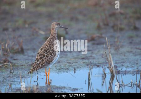 August 2003; Texel, NIEDERLANDE; die RUFF (Philomachus pugnax) fressen hauptsächlich Insekten und Regenwürmer und fressen in feuchtem Gras und weichem Schlamm. Brutstätte dieses mittelgroßen Watvogels sind Moore, Sümpfe und Feuchtwiesen mit kurzer Vegetation in Nordeuropa und Russland. RUFF sind wandernd und überwintern in Süd- und Westeuropa, Afrika und Indien. Sie sind sehr gesellig, mit einer Überwinterung von 1 Million Vögeln im Senegal. Diese Art ist ein seltener Migrant nach Nordamerika, hat aber in Alaska (USA) brütet (aber nicht bekannt ist, dass sie Eier hat) Stockfoto
