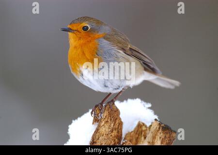 Juni 2002; Steinborn, Rheinland-Pfalz, DEUTSCHLAND; der EUROPÄISCHE ROTKEHLCHEN (Erithacus rubecula), ein gewöhnlicher europäischer singvogel, ist bekannt für sein streitbares Verhalten trotz seiner geringen Größe. Das auffällige rote Fleck auf der Brust beider Geschlechter führte zu seinem ursprünglichen Namen Rotbrust. Im 15. Jahrhundert, als es populär wurde, bekannten Arten menschliche Namen zu geben, wurde der Vogel als Robin Rotbrust bekannt, was schließlich zu robin verkürzt wurde. Stockfoto