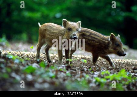 März 2004; Daun, Rheinland-Pfalz, DEUTSCHLAND; das WILDSCHWEIN (Sus scrofa) ist der wilde Vorfahre des Hausschweins. Sie ist in Wäldern in Mitteleuropa, im Mittelmeerraum (einschließlich des Atlasgebirges Nordafrikas) und in weiten Teilen Asiens bis nach Indonesien beheimatet und wurde auch anderswo weit verbreitet. Wenn sie überrascht oder in die Ecke getrieben werden, können sie aggressiv werden - besonders eine Sau mit ihren Ferkeln - und wenn sie angegriffen wird, verteidigen sie sich mit ihren Stoßzähnen energisch. Stockfoto