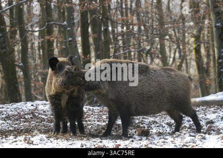 März 2004; Daun, Rheinland-Pfalz, DEUTSCHLAND; das WILDSCHWEIN (Sus scrofa) ist der wilde Vorfahre des Hausschweins. Sie ist in Wäldern in Mitteleuropa, im Mittelmeerraum (einschließlich des Atlasgebirges Nordafrikas) und in weiten Teilen Asiens bis nach Indonesien beheimatet und wurde auch anderswo weit verbreitet. Wenn sie überrascht oder in die Ecke getrieben werden, können sie aggressiv werden - besonders eine Sau mit ihren Ferkeln - und wenn sie angegriffen wird, verteidigen sie sich mit ihren Stoßzähnen energisch. Stockfoto