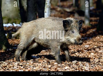 März 2004; Daun, Rheinland-Pfalz, DEUTSCHLAND; das WILDSCHWEIN (Sus scrofa) ist der wilde Vorfahre des Hausschweins. Sie ist in Wäldern in Mitteleuropa, im Mittelmeerraum (einschließlich des Atlasgebirges Nordafrikas) und in weiten Teilen Asiens bis nach Indonesien beheimatet und wurde auch anderswo weit verbreitet. Wenn sie überrascht oder in die Ecke getrieben werden, können sie aggressiv werden - besonders eine Sau mit ihren Ferkeln - und wenn sie angegriffen wird, verteidigen sie sich mit ihren Stoßzähnen energisch. Stockfoto
