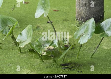 Teich mit Wasserlilien und grünen Algenholzpfosten im Hintergrund Stockfoto